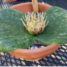 Massonia Echinata Succulent Plants 20 Seeds
