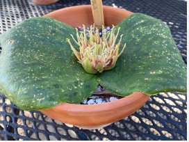 Massonia Echinata Succulent Plants 20 Seeds