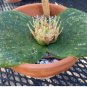 Massonia Echinata Succulent Plants 20 Seeds