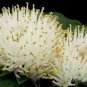 Massonia Echinata Succulent Plants 20 Seeds
