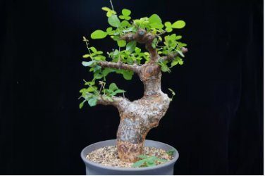 Commiphora orbicularis Potted plants 4 Seeds