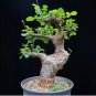 Commiphora orbicularis Potted plants 4 Seeds