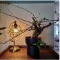 Commiphora orbicularis Potted plants 4 Seeds