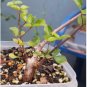 Commiphora orbicularis Potted plants 4 Seeds