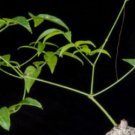 Cyphostemma pachypus Potted plants 4 Seeds