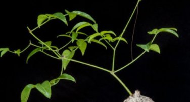 Cyphostemma pachypus Potted plants 4 Seeds