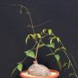 Cyphostemma pachypus Potted plants 4 Seeds