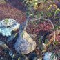 Cyphostemma pachypus Potted plants 4 Seeds
