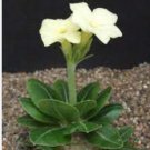 Pachypodium brevicaule subsp. leucoxanthum Potted plants 4 Seeds