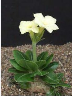 Pachypodium brevicaule subsp. leucoxanthum Potted plants 4 Seeds