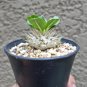 Pachypodium brevicaule subsp. leucoxanthum Potted plants 4 Seeds