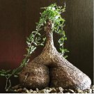 Cyphostemma elephantopus-Own Roots- Rare 4 Seeds