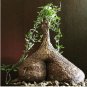 Cyphostemma elephantopus-Own Roots- Rare 4 Seeds
