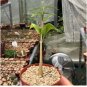Cyphostemma elephantopus-Own Roots- Rare 4 Seeds