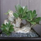 PACHYPODIUM Densiflorum var. densiflorum succulent caudex 10 Seeds
