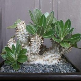 PACHYPODIUM Densiflorum var. densiflorum succulent caudex 10 Seeds