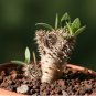 PACHYPODIUM Densiflorum var. densiflorum succulent caudex 10 Seeds
