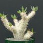 PACHYPODIUM Densiflorum var. densiflorum succulent caudex 10 Seeds
