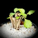 Commiphora Mollis Potted Plants Burseraceae 10 Seeds