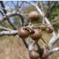 Commiphora Mollis Potted Plants Burseraceae 10 Seeds