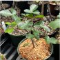 Commiphora Mollis Potted Plants Burseraceae 10 Seeds