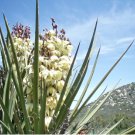 Yucca Schidigera Mojave Yucca Garden Plants 10 Seeds