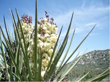 Yucca Schidigera Mojave Yucca Garden Plants 10 Seeds