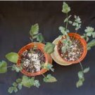 Pelargonium Parvipetalum Garden Plants 10 Seeds