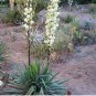 Yucca Reverchonii Garden Plants 10 Seeds