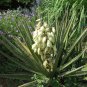 Yucca Reverchonii Garden Plants 10 Seeds