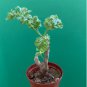 Pelargonium laxum Garden Plants 10 Seeds
