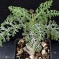 Pelargonium laxum Garden Plants 10 Seeds