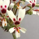 Pelargonium Moniliforme Garden Plants 10 Seeds