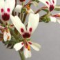 Pelargonium Moniliforme Garden Plants 10 Seeds