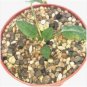 Pelargonium Moniliforme Garden Plants 10 Seeds