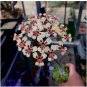 Pelargonium Moniliforme Garden Plants 10 Seeds