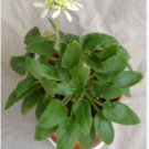 Pelargonium Ochroleucum Garden Potted Plants 10 Seeds