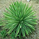 Yucca Valida Datillo Yucca Garden Plants 10 Seeds