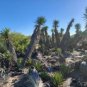 Yucca Valida Datillo Yucca Garden Plants 10 Seeds