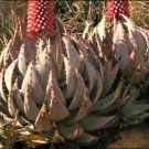 Aloe Peglerae Succulent Plant Garden Plants 10 Seeds