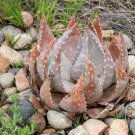 ALOE Hereroensis Succulents Garden Plants 20 Seeds