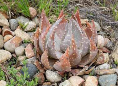ALOE Hereroensis Succulents Garden Plants 20 Seeds