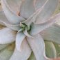 ALOE Hereroensis Succulents Garden Plants 20 Seeds
