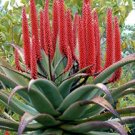 Aloe Turtle Boss Aloe, BITTER ALOE, Red Aloe 20 Seeds