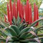Aloe Turtle Boss Aloe, BITTER ALOE, Red Aloe 20 Seeds