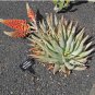 Aloe Claviflora Kraal Aloe Garden Plants 20 Seeds