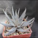 ALOE Parvula Garden Plants 20 Seeds
