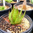 ALOE Broomii Garden Plants 20 Seeds