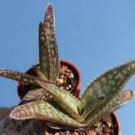 ALOE burgersfortensis Garden Plants 20 Seeds
