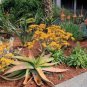 ALOE Buhrii Garden Plants 20 Seeds